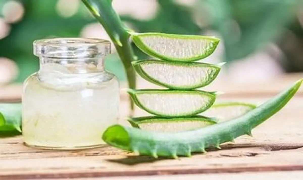 ۶ خاصیت معجزه آسای « آلوئه ورا » برای سلامتی
