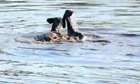 لحظه شکار کودو در آب توسط سگ های وحشی در آفریقای جنوبی/ ویدئو