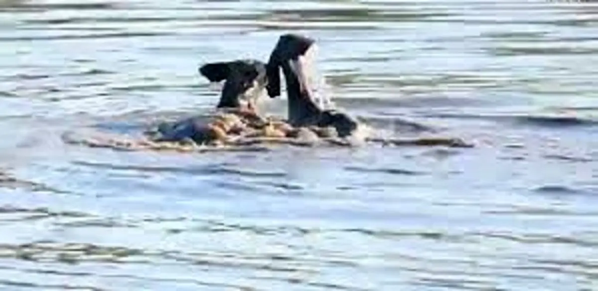 لحظه شکار کودو در آب توسط سگ های وحشی در آفریقای جنوبی/ ویدئو