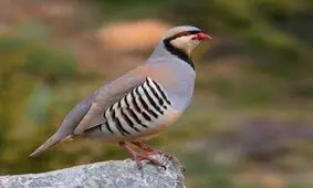 نجات ۵ قطعه کبک وحشی از دست سوداگران حیات وحش