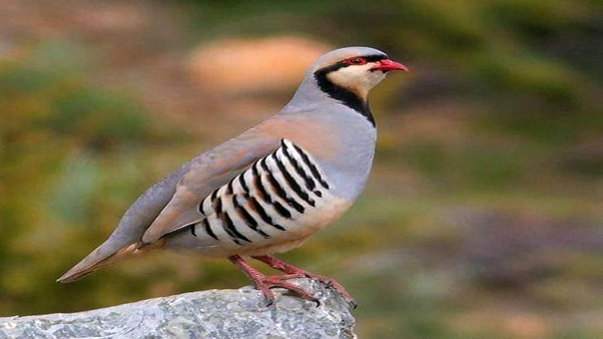 نجات ۵ قطعه کبک وحشی از دست سوداگران حیات وحش