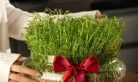 بهترین زمان کاشت انواع سبزه عید