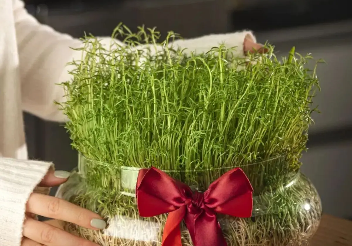بهترین زمان کاشت انواع سبزه عید