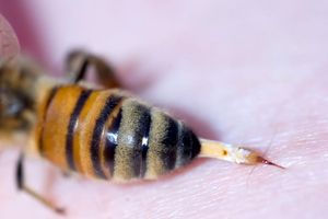  چرا زنبور عسل پس از نیش زدن می‌میرد؟/ ویدئو