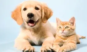 واردات سگ و گربه حقیقت دارد؟