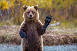 بازی‌ توله خرس قهوه‌ای با دوربین تله‌ای در ارتفاعات رامسر/ ویدئو