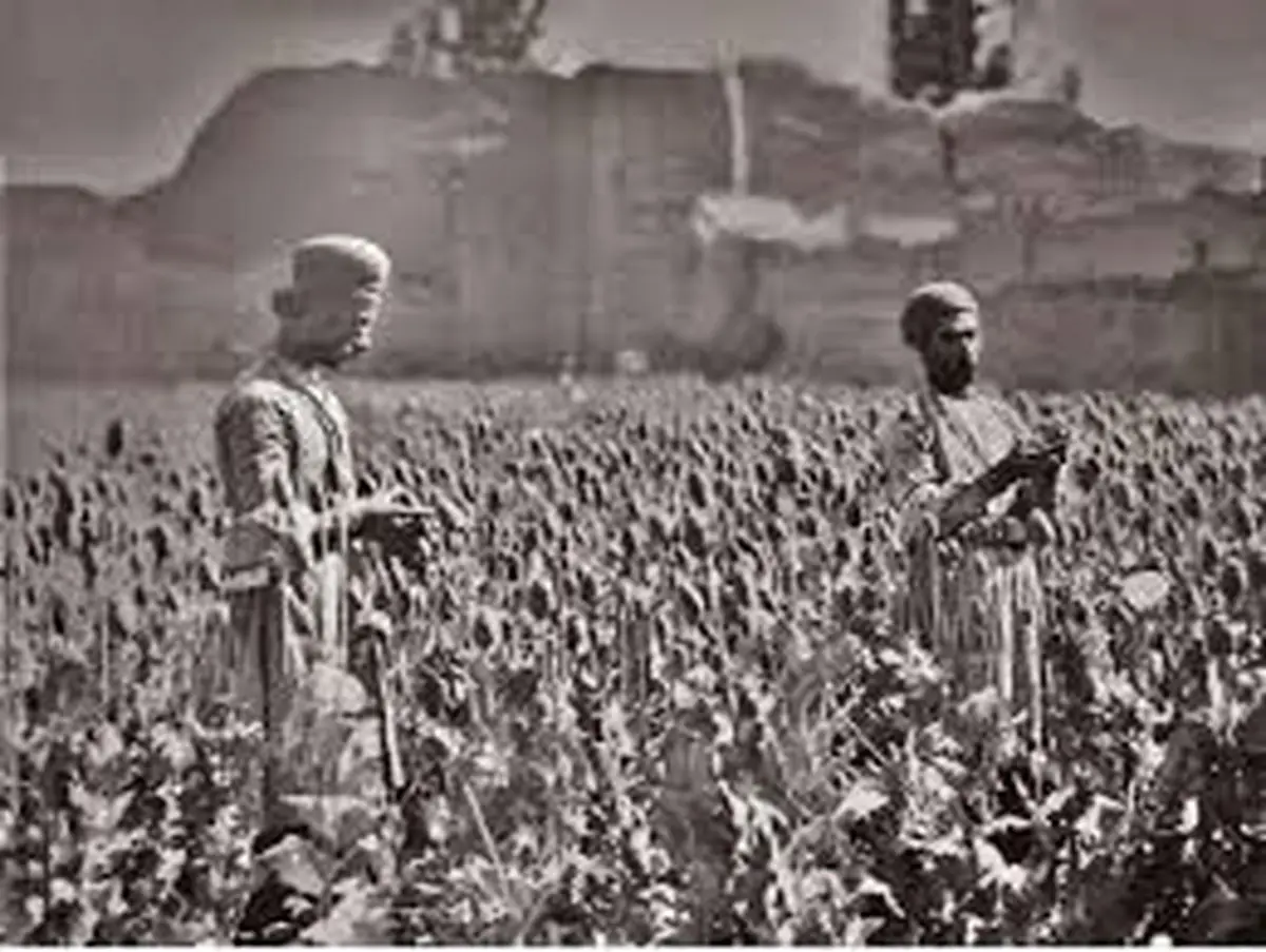 قیمت دولتی تریاک و شیره اعلام شد؛ بهمن ۱۳۳۴