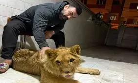 امیر علی‌اکبری: توله‌ شیری که نگه‌داری می‌کردم، دزدگیر خانۀ پدرم بود/ آن شیر خطرناک نبود و اهلی شده بود/ اگر سازمان محیط‌زیست کاری به من نداشته باشد، دوباره یک توله شیر برای مادرم هدیه خواهم آورد

