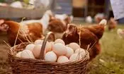 حمله کیهان به دولت: صادرات مرغ و تخم مرغ و تن ماهی را چرا آزاد کردید؟