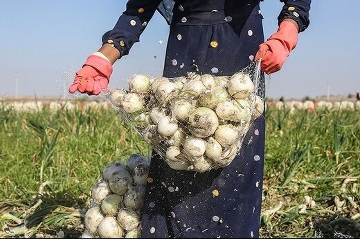  اتحادیه بارفروشان: پیاز ارزان شد