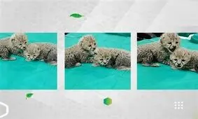 آخرین وضعیت «آذر و توران» توله یوزهای پاییزی در ۶ هفتگی