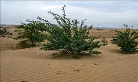 بیابان زدایی و درختکاری ۲۰۰۰ هکتار از اراضی استان خوزستان