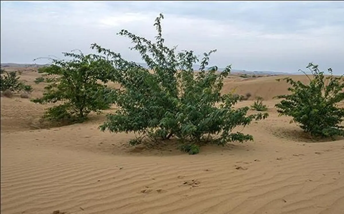 بیابان زدایی و درختکاری ۲۰۰۰ هکتار از اراضی استان خوزستان