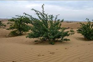 بیابان زدایی و درختکاری ۲۰۰۰ هکتار از اراضی استان خوزستان