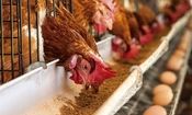 دبیرکل فدراسیون طیور: تخم‌مرغ داریم، ارز نداریم!