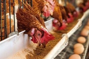 دبیرکل فدراسیون طیور: تخممرغ داریم، ارز نداریم!
