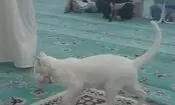 گربه‌ای که منبر مسجد را پناهگاه بچه‌اش کرد/ ویدئو