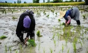 قیمت برنج مازندران امروز کیلویی چند؟ 