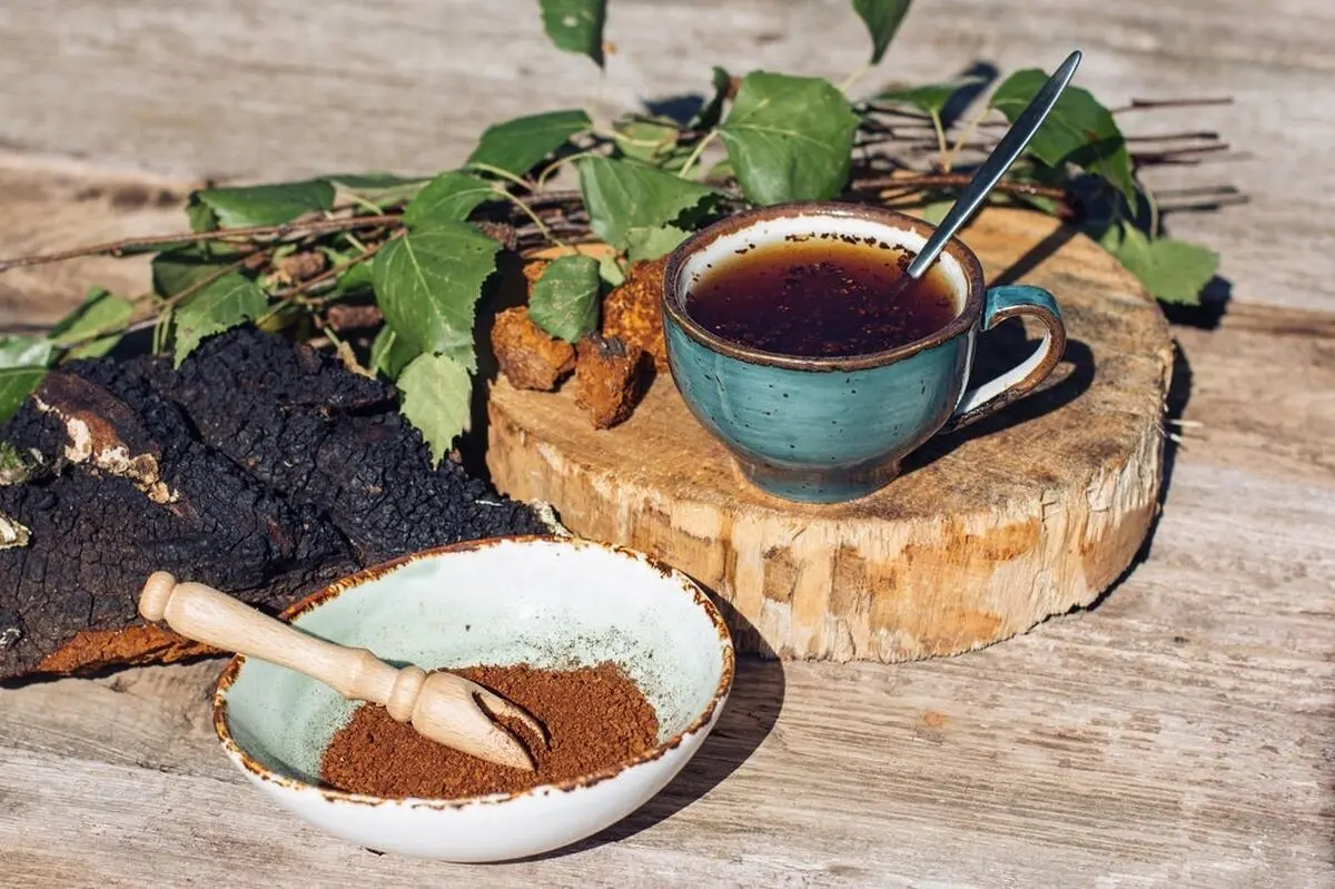 قارچ چاگا ؛ برای افرادی که به سیستم ایمنی خود اهمیت می دهند