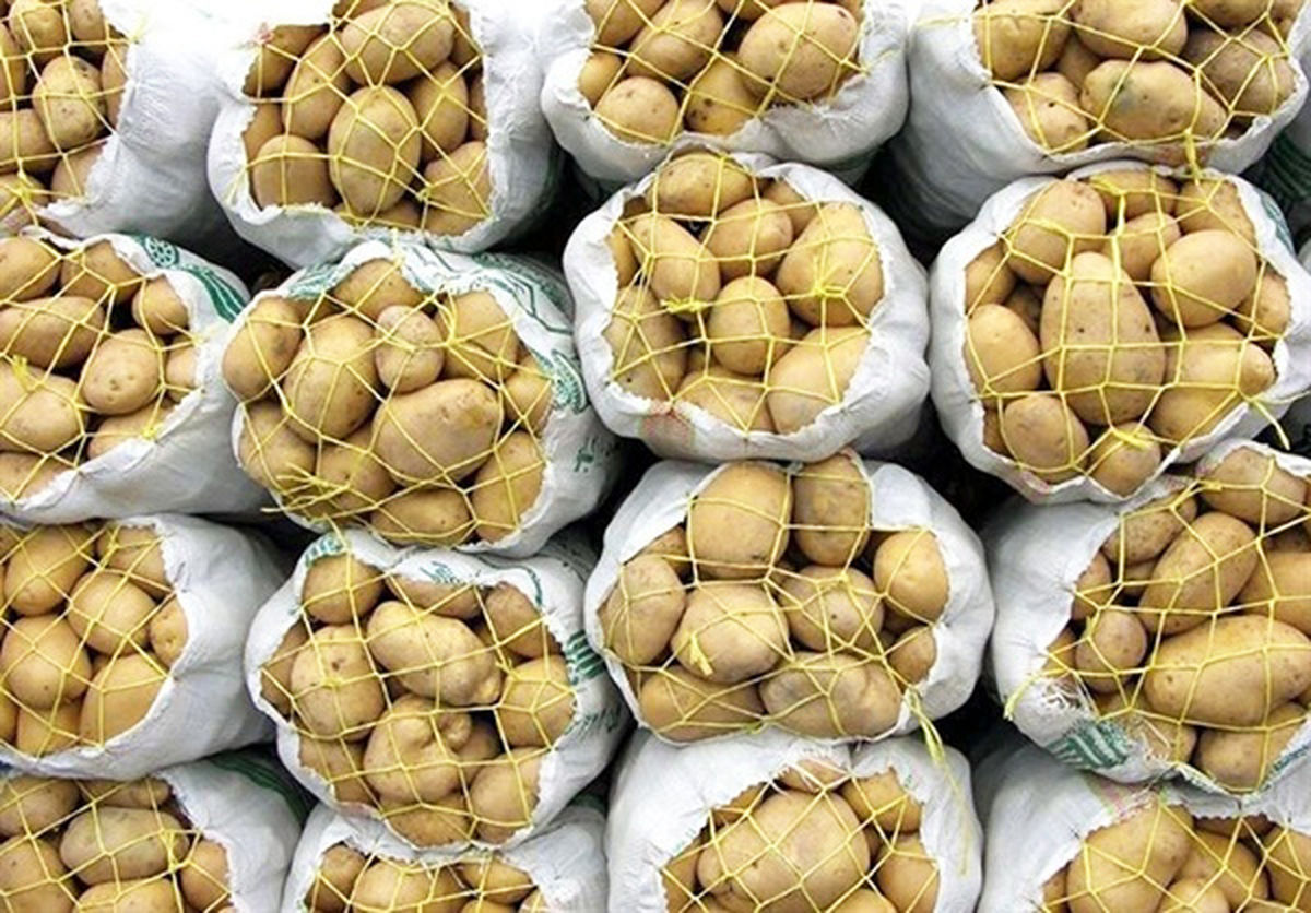برگشت ۵۰ تنی سیب زمینی از ترکمنستان تکذیب شد