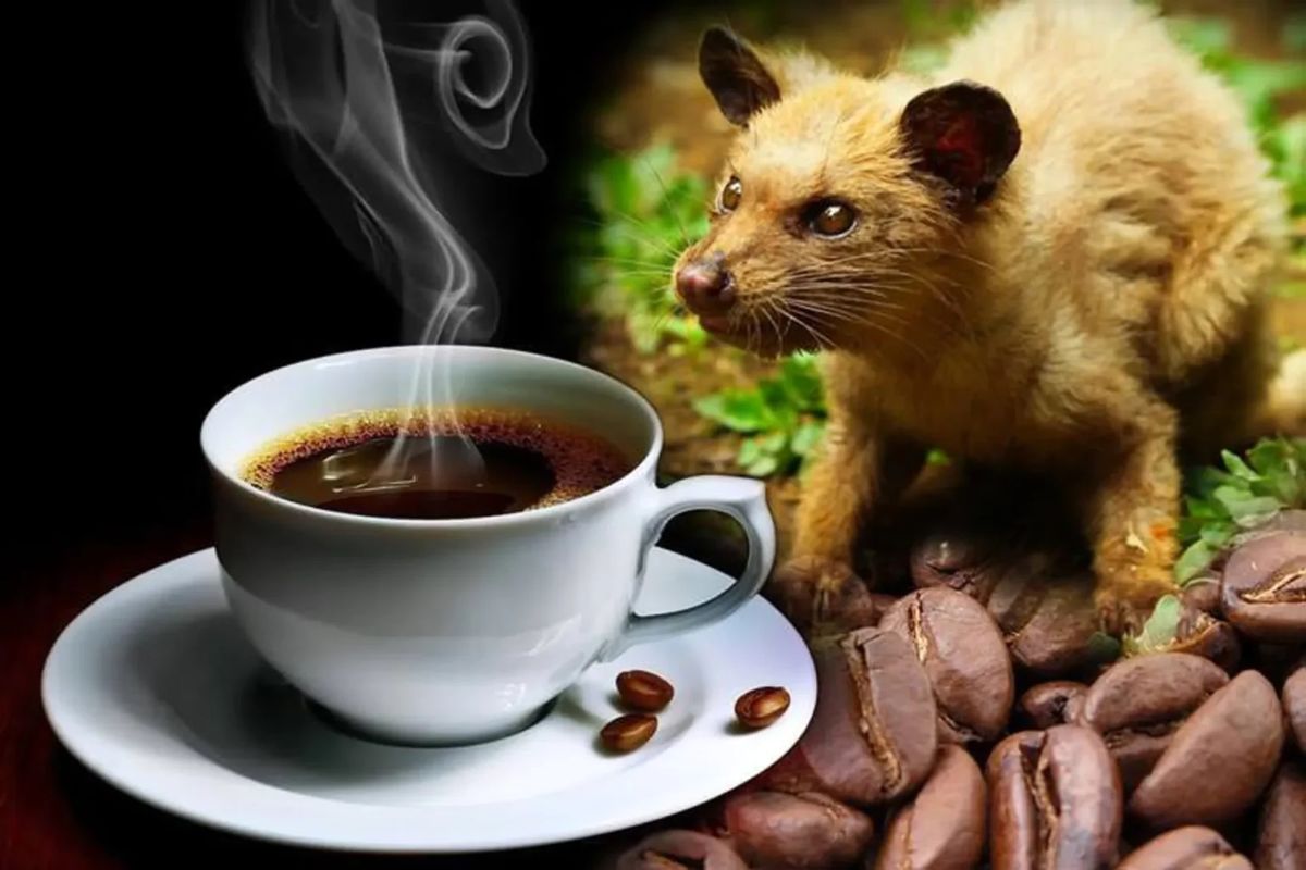 چگونه مدفوع یک پستاندار آسیایی گرانترین قهوه دنیا را تولید میکند؟