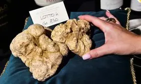  قیمت باورنکردنی یک قارچ، ۱۱۸ هزار دلار/ ویدئو