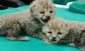 این مرد ناجی توله یوزها بود؟/ ویدئو