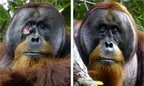 شگفتی دانشمندان از مشاهده یک اورانگوتان وحشی که برای درمان زخمش از گیاه دارویی استفاده کرد