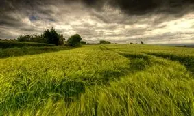 کشاورزان از آتش زدن کاه و کلش اجتناب کنند

