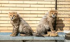 حال «ایران» خوب است/ از «آذر» و «توران» چه خبر؟