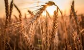 قیمت واقعی گندم چقدر است؟