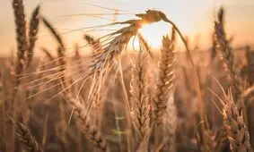 قیمت واقعی گندم چقدر است؟