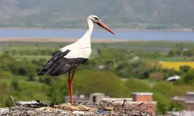 وابستگی باورنکردنی لک‌لک به کشاورزی که پای شکسته‌اش را درمان کرد