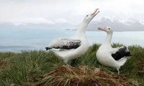 طلاق آلباتروس‌ها به خاطر تغییرات اقلیمی