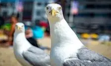 مرغان دریایی لحن تند انسان را می‌فهمند!

