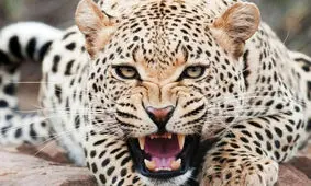 حمله پلنگ به زن ۳۸ ساله