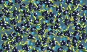 تست بینایی/ آیا می‌توانید مورچه را بین زغال اخته‌ها پیدا کنید؟