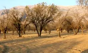 افزایش دو برابری دمای هوای؛ زاگرس در آستانه نابودی کامل