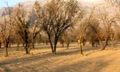 افزایش دو برابری دمای هوای؛ زاگرس در آستانه نابودی کامل
