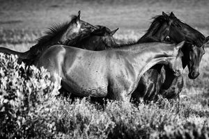 عکس هایی سیاه و سفید از اسب‌های وحشی آفریقای جنوبی و زیبایی شان

