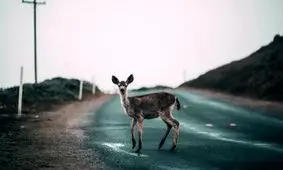 یکسال پس از ناپدید شدن انسان ها دنیا چه شکلی می‌شود؟