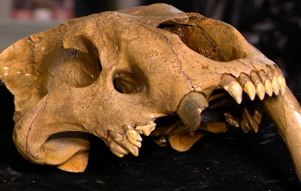 کشف جمجمۀ «دندان‌خنجری» ۱۳ هزار ساله در آمریکا