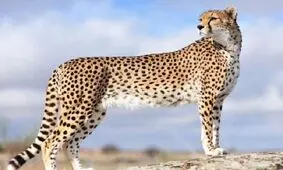 «ایران» مجدد باردار می‌شود؟