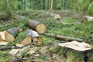 نابودی یک میلیون هکتار از جنگل های کشور