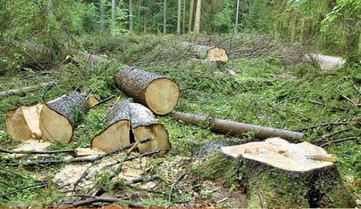 نابودی یک میلیون هکتار از جنگل های کشور