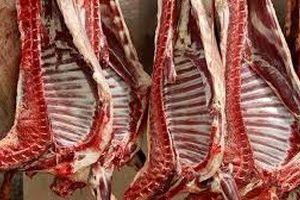 توزیع گوشت وارداتی با قیمت زیر ۷۰۰ هزار تومان از هفته آینده