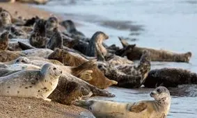 ادامه سریال مرگ فوک خزری/کشف لاشه یک قلاده فوک خزری در سواحل نور