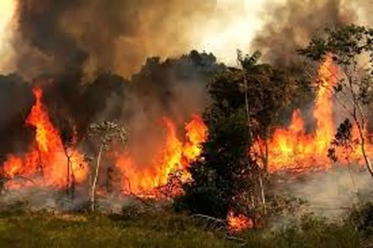 نقشه آتش‌سوزی جنگل هیرکانی/ ویدئو 