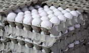 قیمت منطقی هرعدد تخم مرغ ۶ هزارتومان