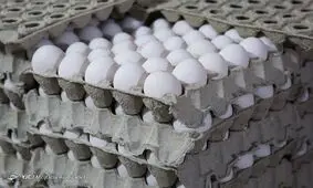 قیمت منطقی هرعدد تخم مرغ ۶ هزارتومان